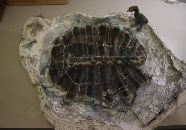 skamielina żółwia