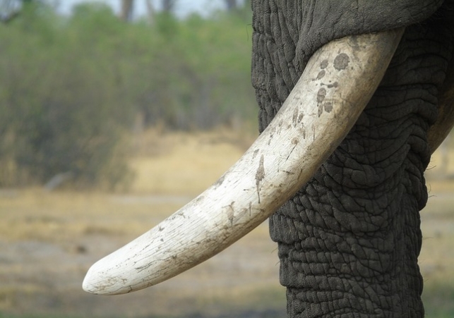 Młot z kości słonia