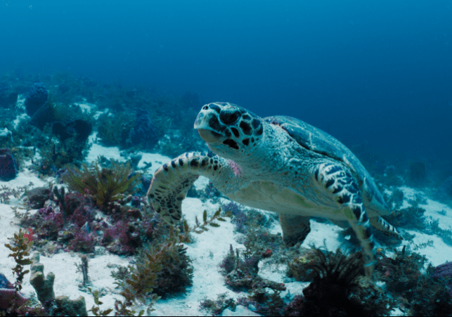 projekt The Explorers