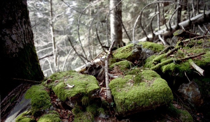 moss-and-stones-1374463
