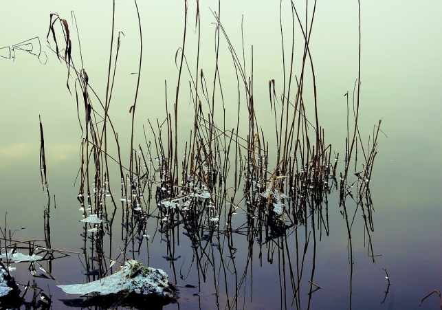 zlote algi w odrze