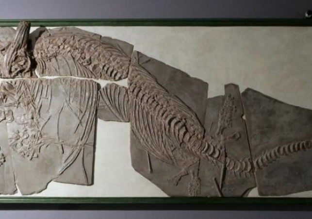 plyta z ichtiozaurem