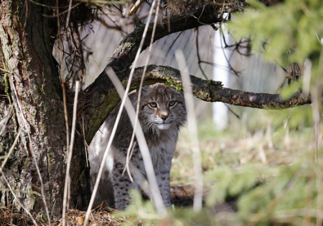 rysie zachodniopomorskie