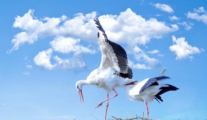 stork-bird-animal-fly