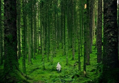 las jest nasz