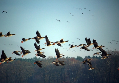 migracje ptakow