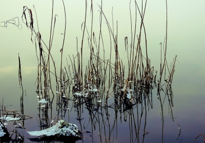 zlote algi w odrze