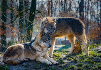wilki w lasach